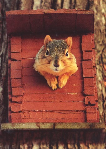 squirrel in bird house